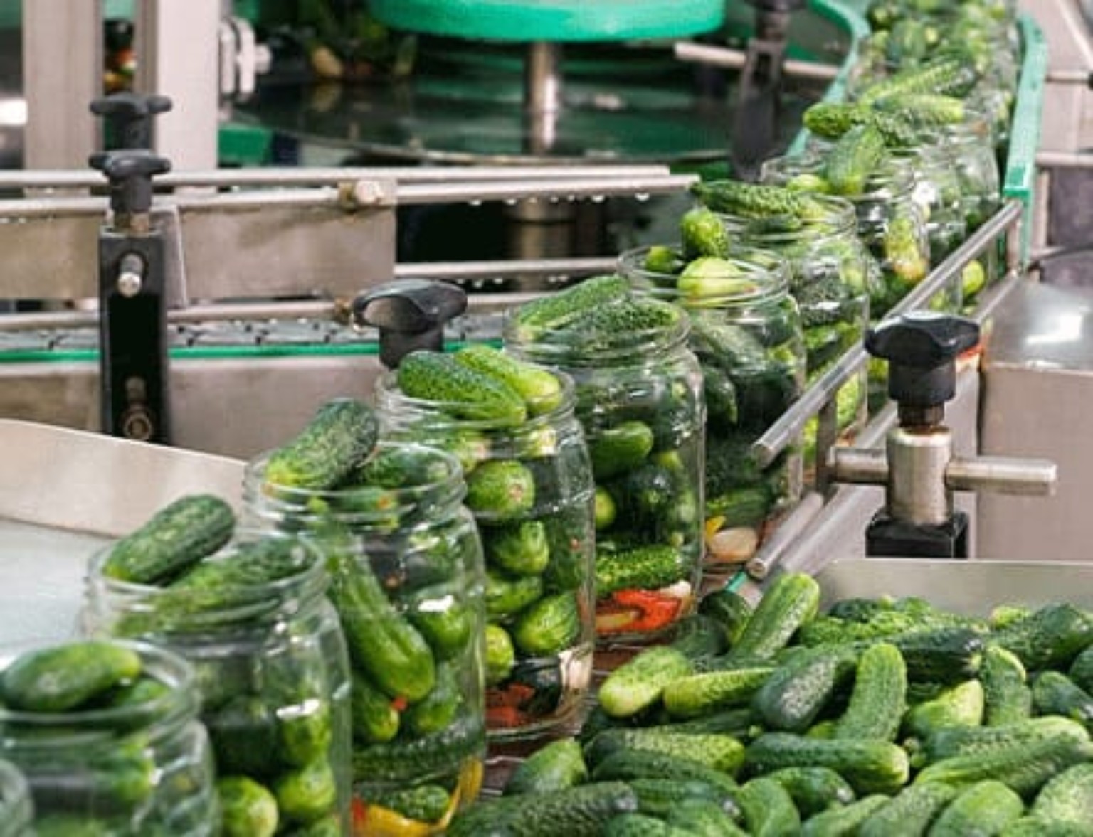 Gherkins in glass jars on a food processing line